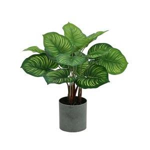 Plante verte zébrée en pot - H 40 cm - Vert