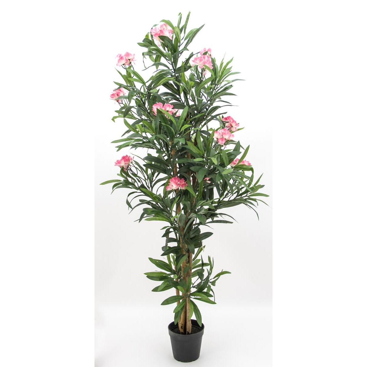 Laurier rose en fleurs - H 150 cm Laurier rose en fleurs - H 150 cm