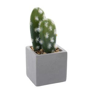 Cactus en pot