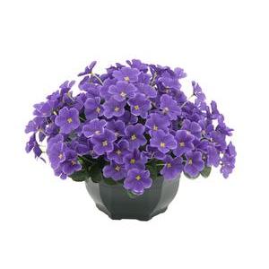 Composition de violettes en pot