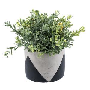 Plante dans un pot - H 14 cm