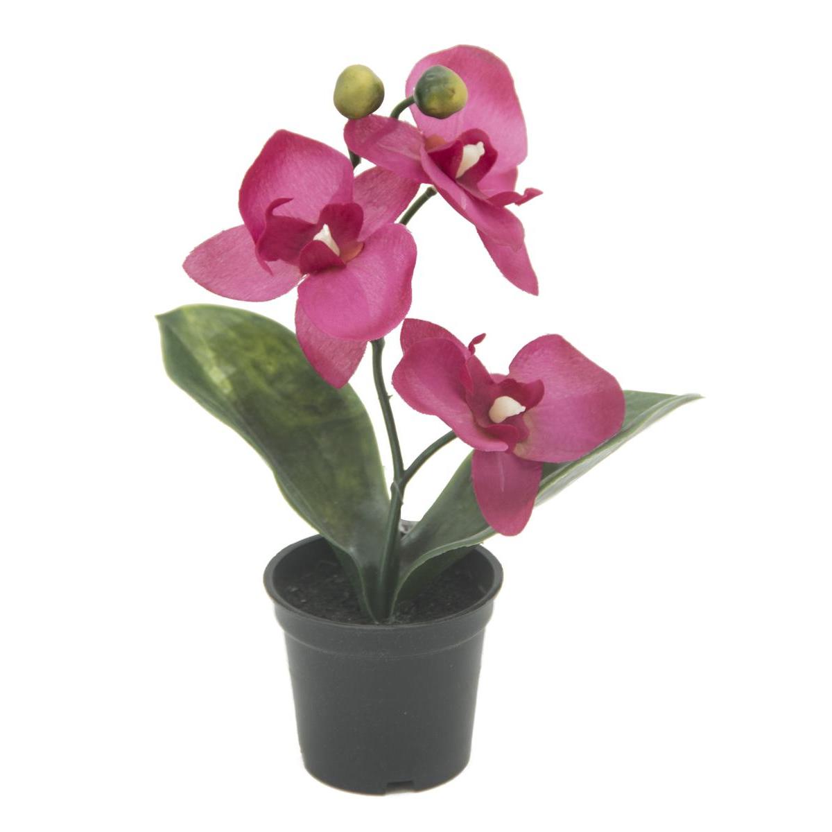 Mini orchidée 3 fleurs - H 11 cm Mini orchidée 3 fleurs - H 11 cm