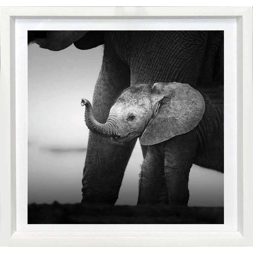 Tableau Elephant 25 X 25 Cm Images Encadrees La Foir Fouille