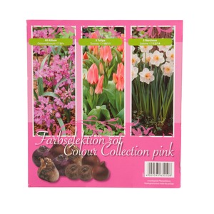 Boîte de 50 bulbes d'automne - Rose