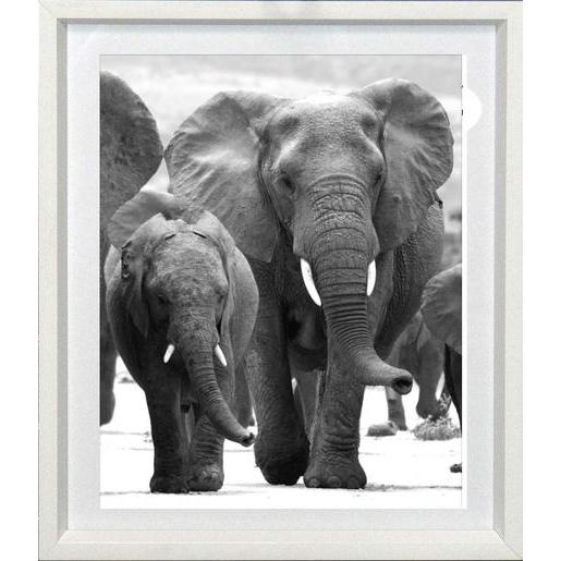 Tableau Elephant 25 X 30 Cm Images Encadrees La Foir Fouille