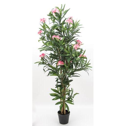 Laurier Rose En Fleurs H 150 Cm Arbres Et Arbustes La