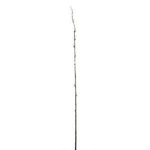 Tige de bourgeons - H 92 cm - Blanc