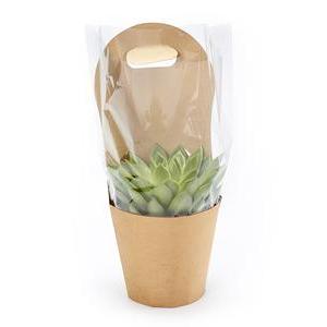 Succulente véritable - Vert, beige