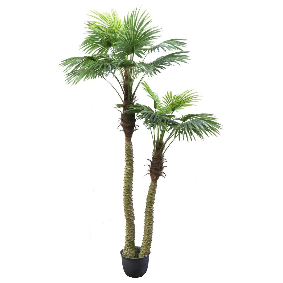 Grand palmier - H 250 cm Grand palmier - H 250 cm