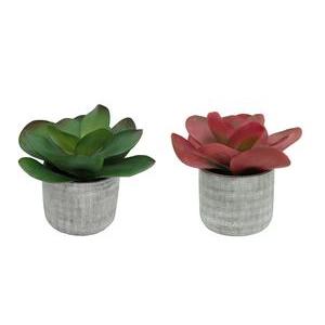 Succulente en pot ciment - H 29 cm - Vert, Rouge