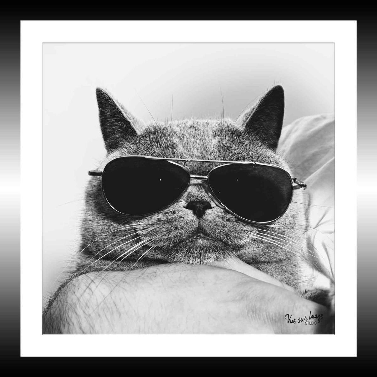 Tableau Chat Lunettes 25 X 25 Cm Toiles Imprimees La Foir Fouille Tableau Chat Lunettes 25 X 25 Cm Toiles Imprimees La Foir Fouille