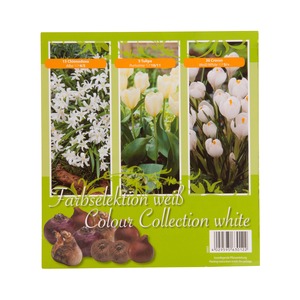 Boîte de 50 bulbes d'automne - Blanc