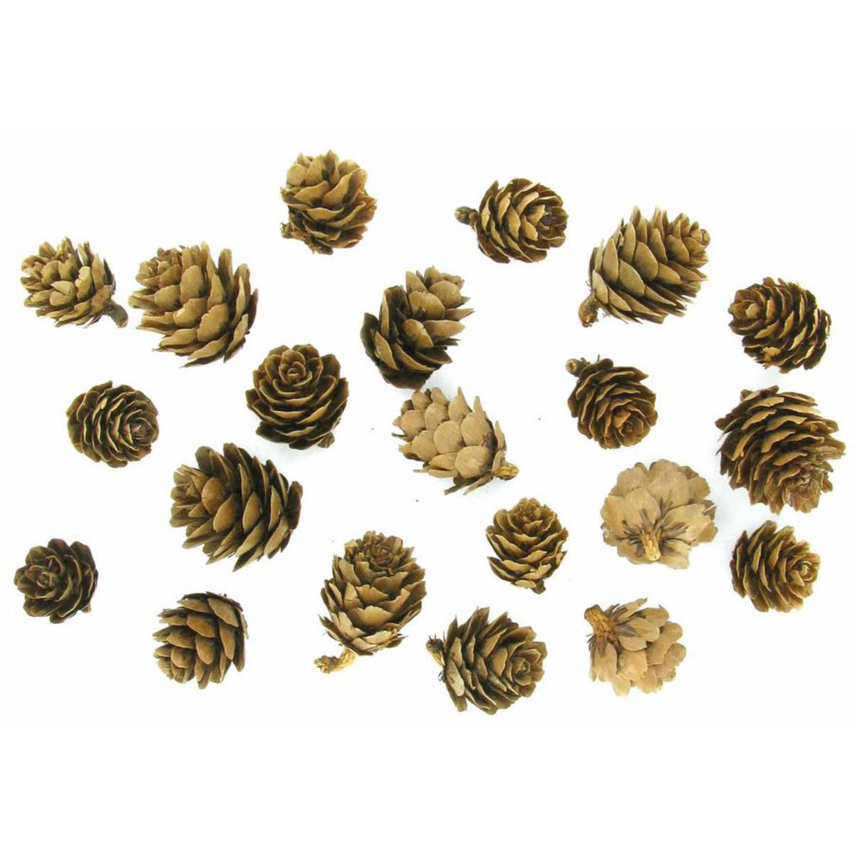 Deco Nature Mini Pommes De Pin Bois Marron Loisirs Creatifs La Foir Fouille