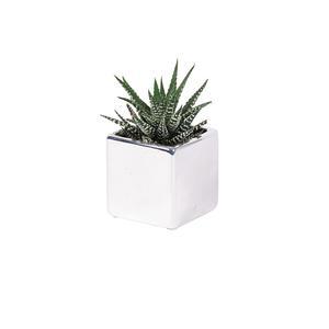 Cactus en pot céramique - ø 7 x H 12 à 15 cm