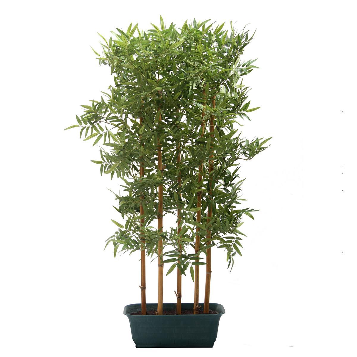 Haie Brise vue de Bambou, 5 troncs - H 120 cm